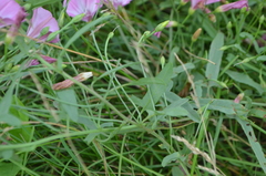 Convolvulus chinensis