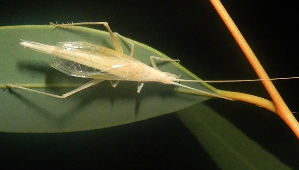 Common Tree Cricket