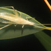 Oecanthidae - Photo (c) simono,  זכויות יוצרים חלקיות (CC BY-NC), הועלה על ידי simono