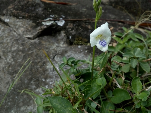 Asystasia gangetica subsp. micrantha image