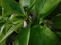 Symphytum officinale