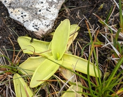 Pinguicula grandiflora