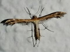 Stangeia siceliota