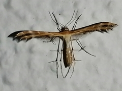 Stangeia siceliota