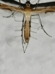 Stangeia siceliota