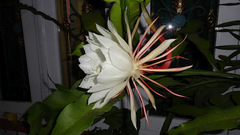 Epiphyllum oxypetalum