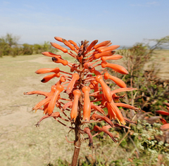 Aloe volkensii