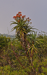 Aloe volkensii