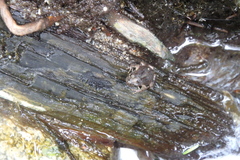 Anaxyrus boreas boreas