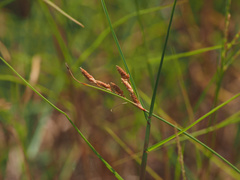 Fimbristylis sieboldii