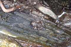 Anaxyrus boreas boreas