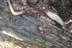 Anaxyrus boreas boreas