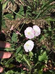 Convolvulus arvensis
