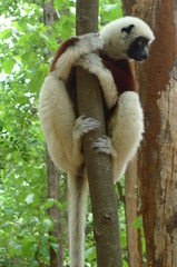 Propithecus coquereli