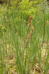 Carex lenticularis