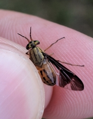 Chrysops moechus