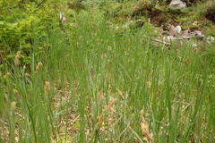 Carex lenticularis
