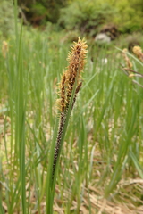 Carex lenticularis