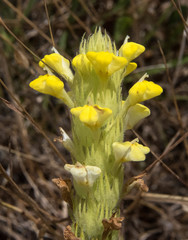Castilleja rubicundula lithospermoides