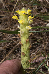 Castilleja rubicundula lithospermoides