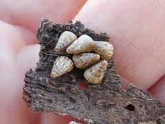 Cochlicella