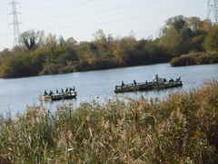 Phalacrocorax carbo