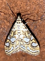 Elophila ekthlipsis