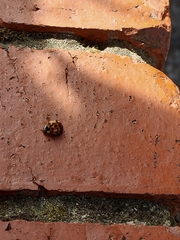 Harmonia axyridis