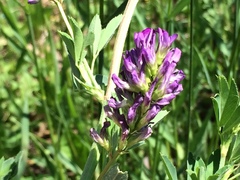 Medicago sativa