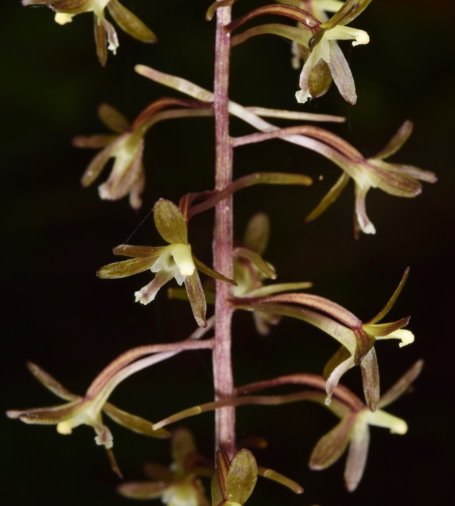crane-fly orchids