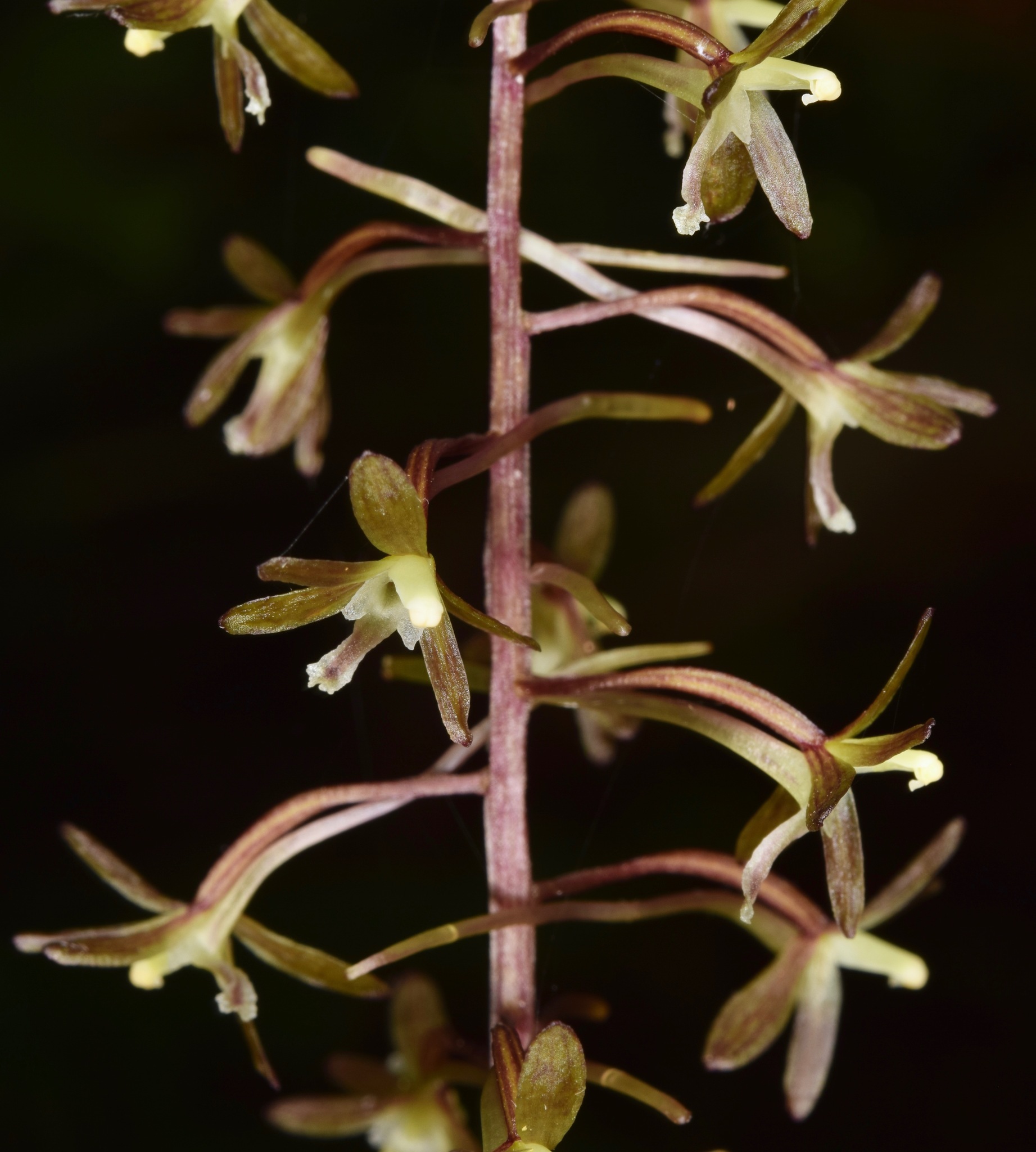 Tipularia