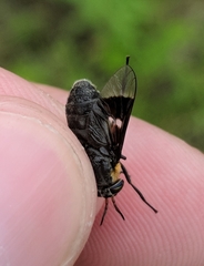 Chrysops cincticornis