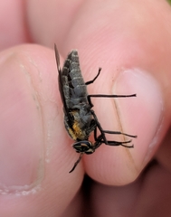 Chrysops cincticornis