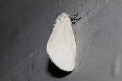 Sphrageidus virguncula