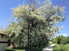 Elaeagnus angustifolia