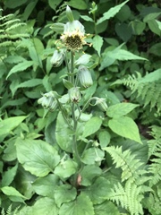 Rugelia nudicaulis