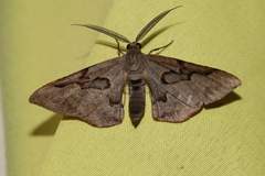 Hypochrosis baenzigeri