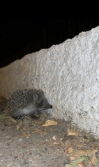 Erinaceus roumanicus