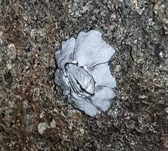 Chthamalus antennatus