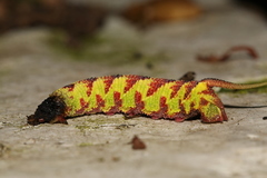 Cypoides chinensis