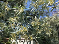 Elaeagnus angustifolia