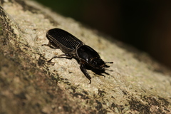 Figulus binodulus