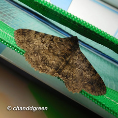 Polydesma boarmoides