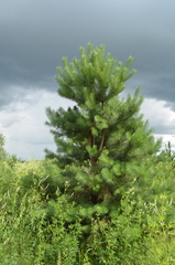 Pinus sylvestris