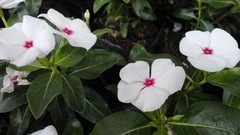Catharanthus roseus