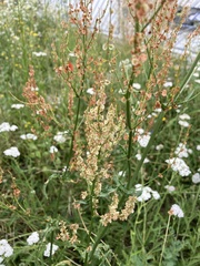 Rumex thyrsiflorus