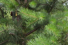 Pinus sylvestris