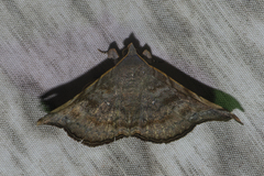 Episparis tortuosalis