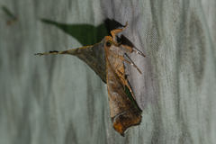 Episparis tortuosalis