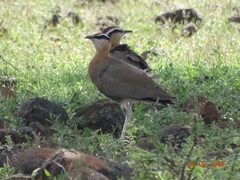 Cursorius coromandelicus